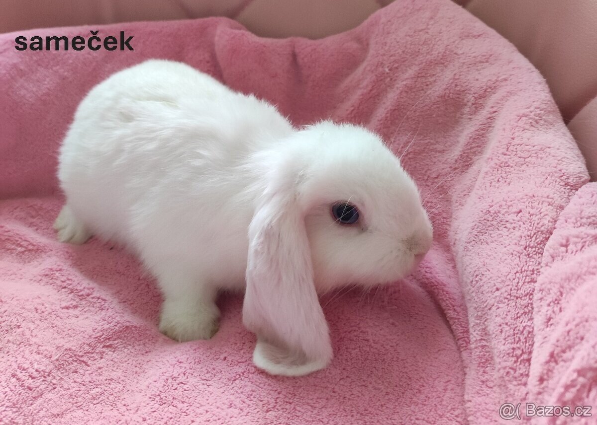 Zakrslý králík