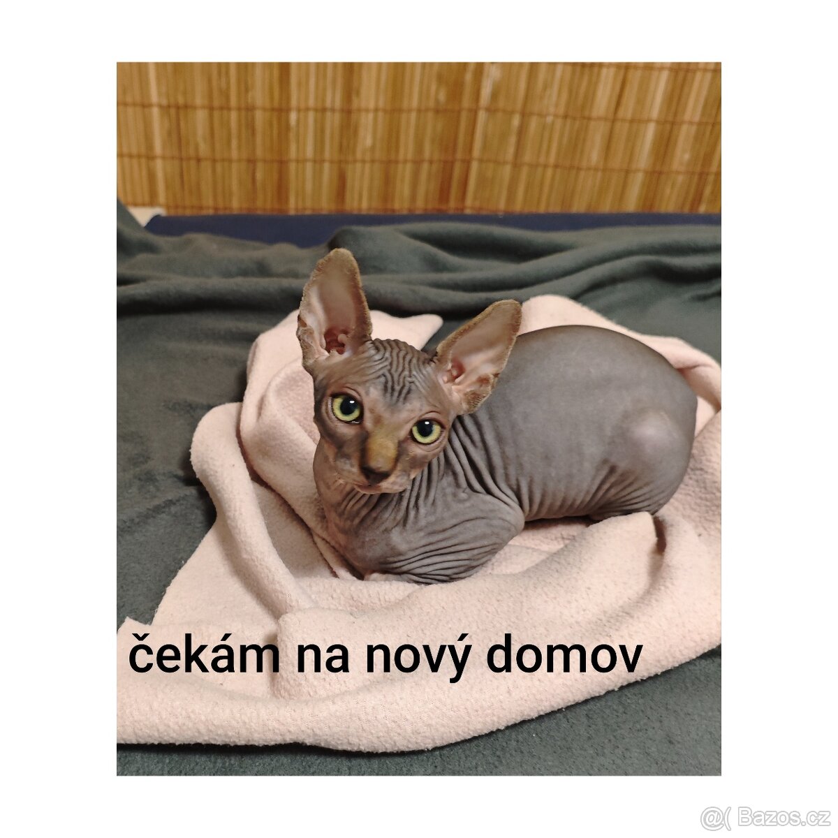 Sphyx