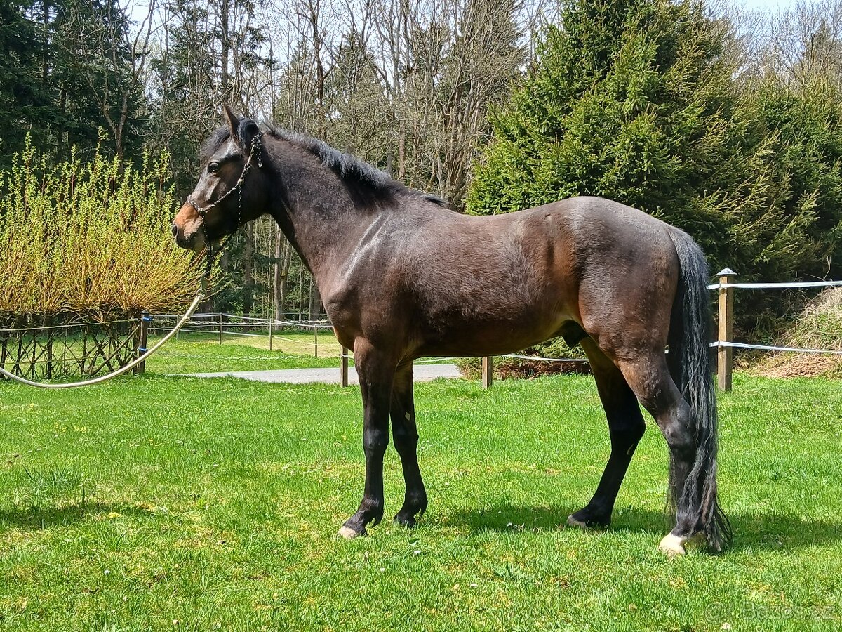 Hřebec český sportovní pony
