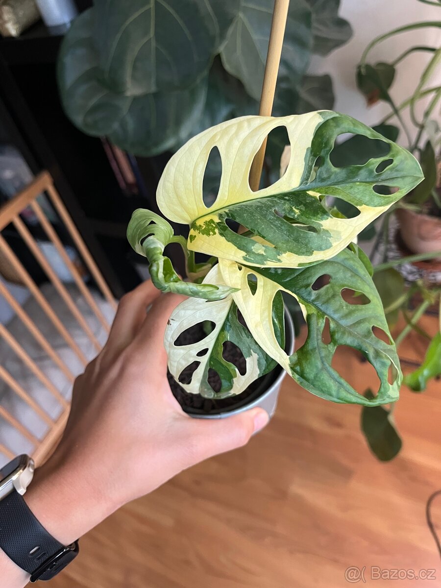 Monstera Adansonii Variegata