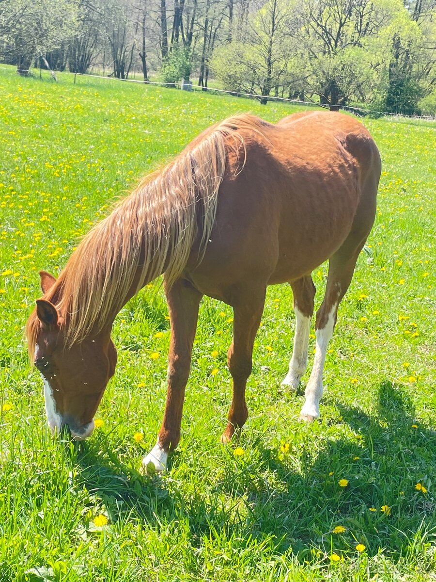 Valášci PH a QH