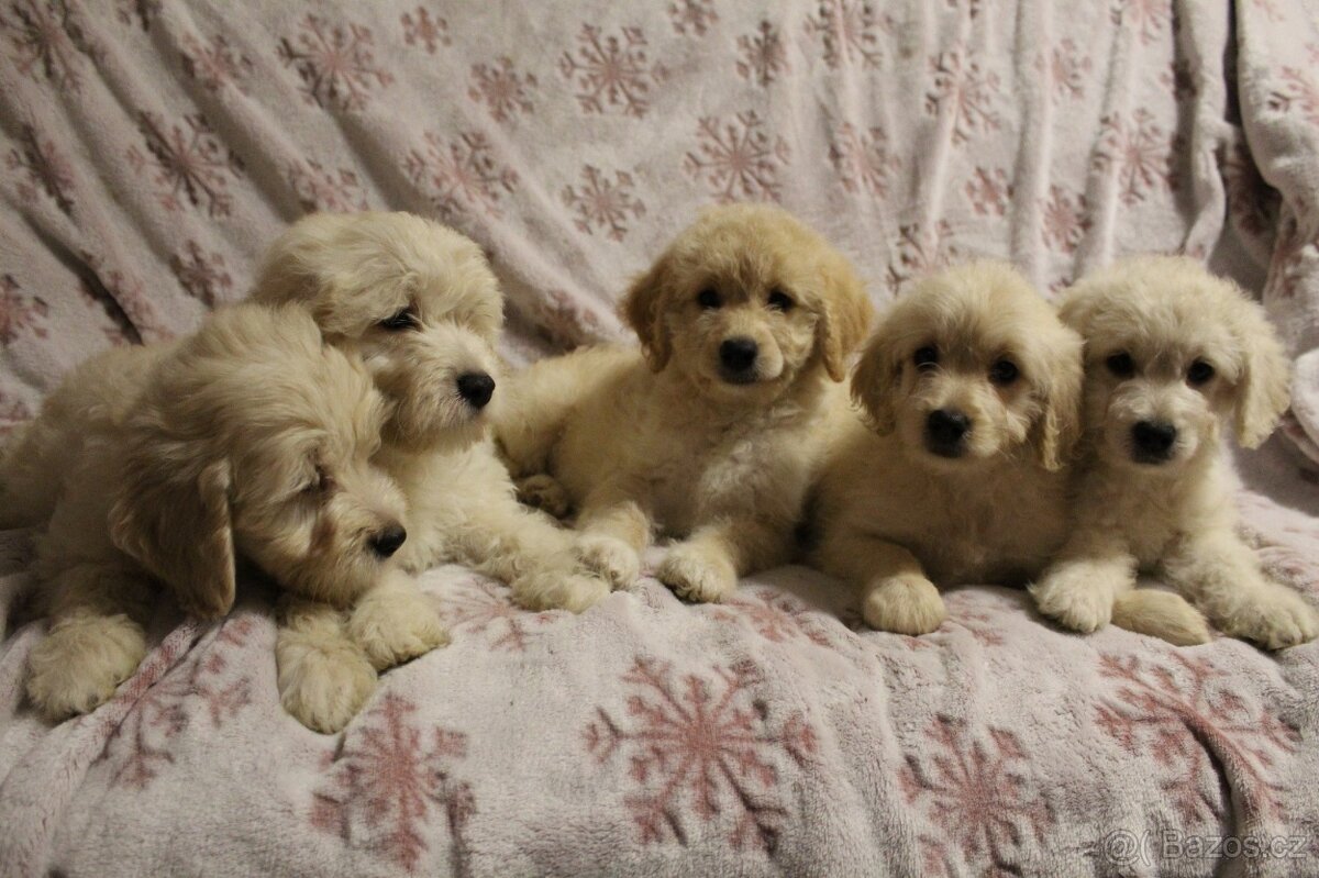 Mini Goldendoodles F1bb