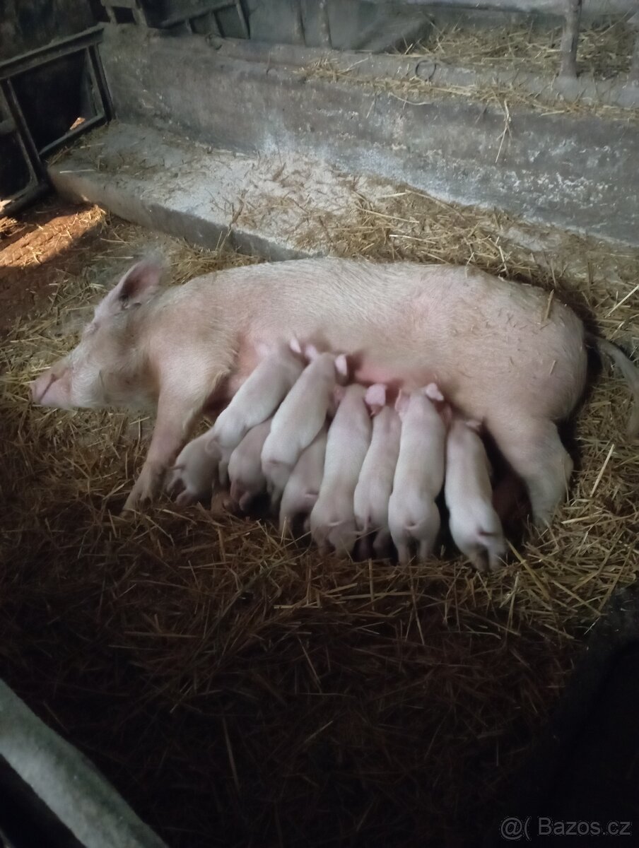 Selata bílá ušlechtilé/landras
