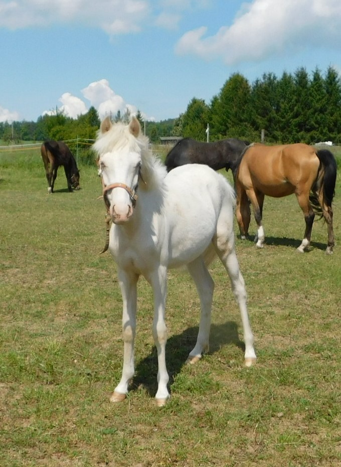 kobylka pony
