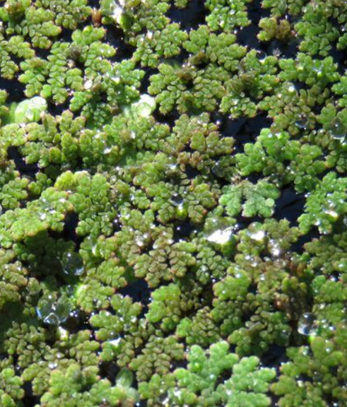 Azolla filiculoides – plovoucí zelený koberec do jezírka