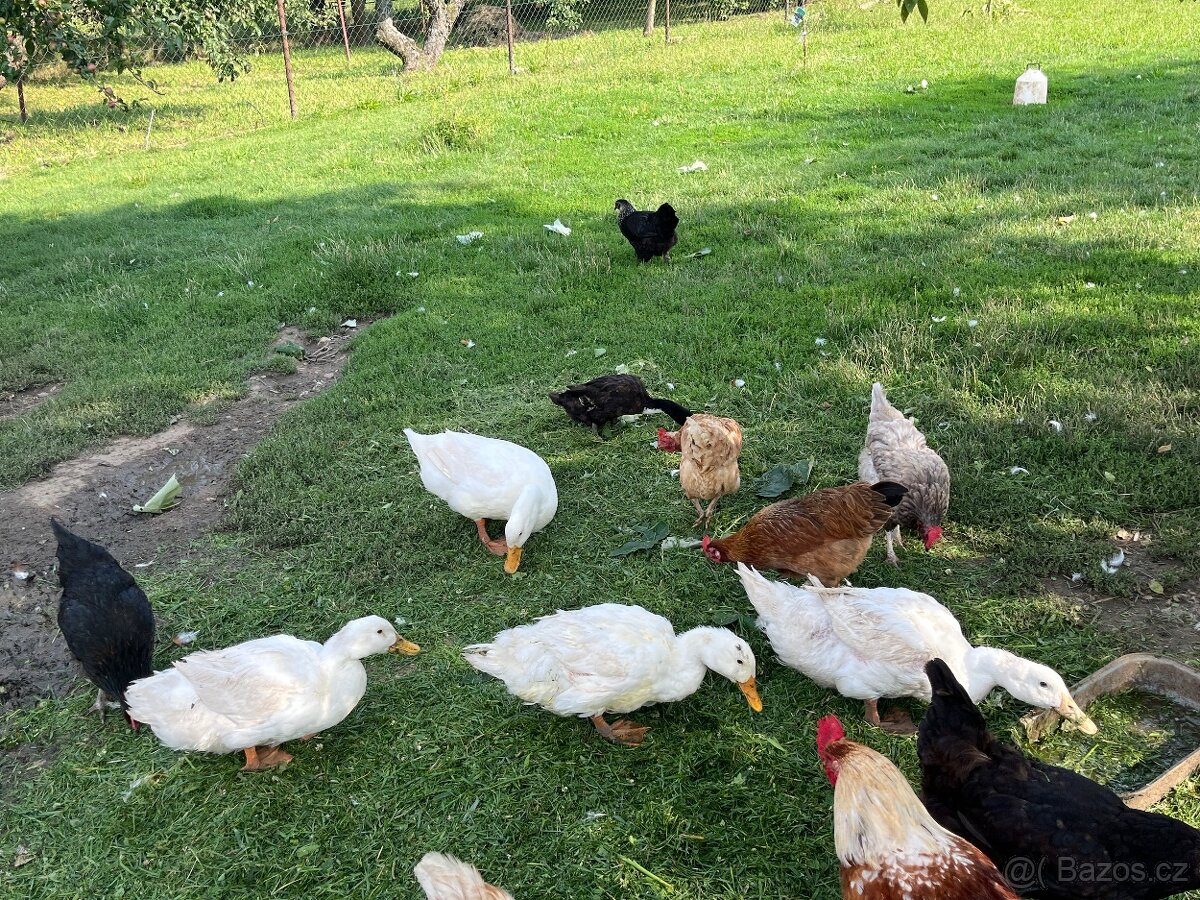 Kachna pekingská