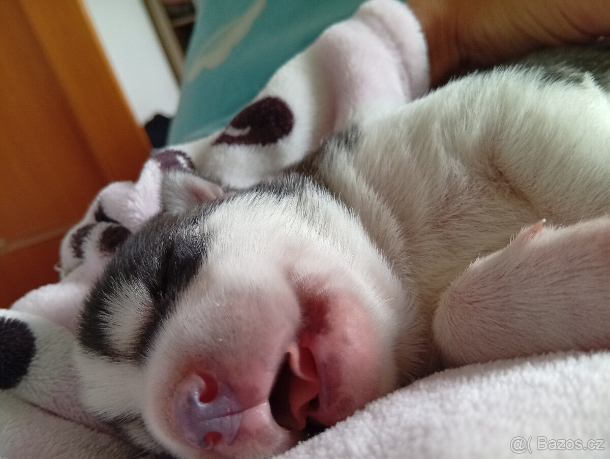 Sibiřský husky