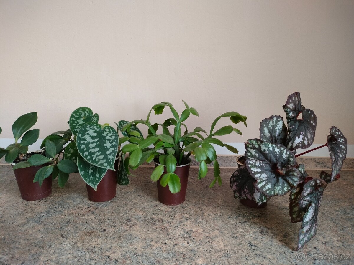 Rezervováno. Kytičky naší babičky 1,