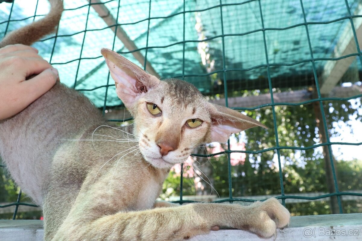 Peterbald s PP Zeina Marbleficent