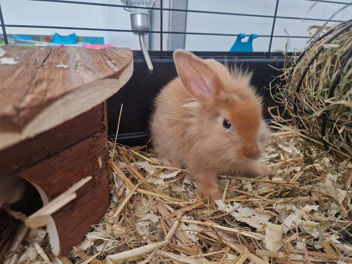 Daruji zakrslé kraliky