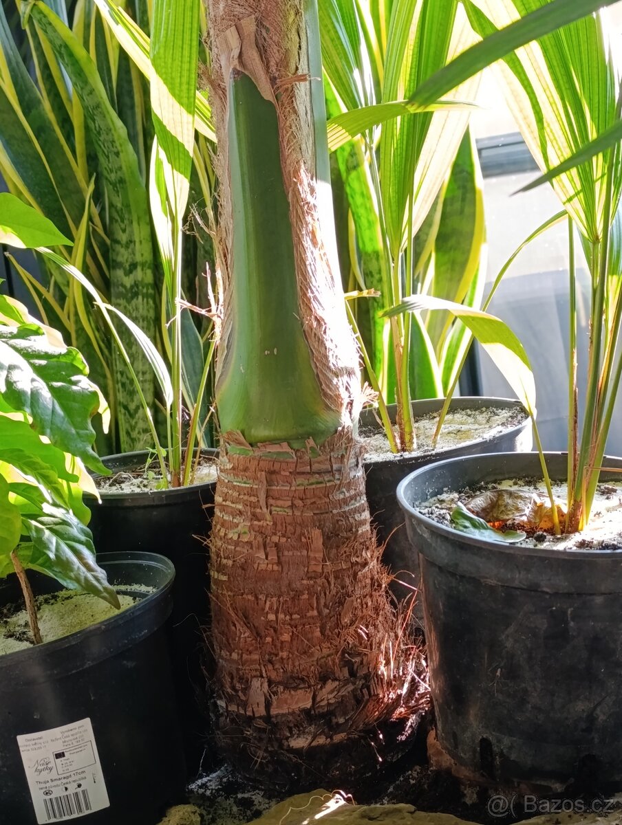 Palma Howea forsteriana, Kentia,