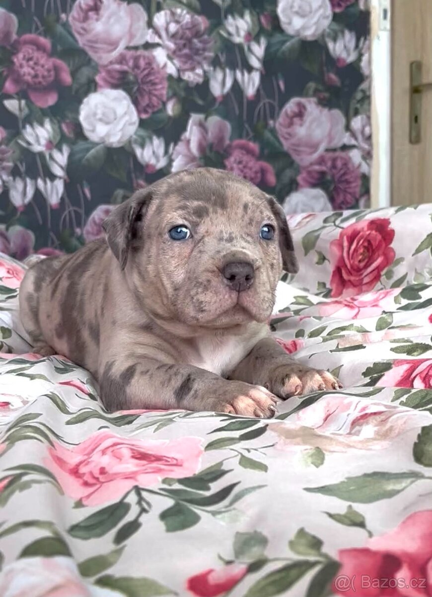 American Bully XL