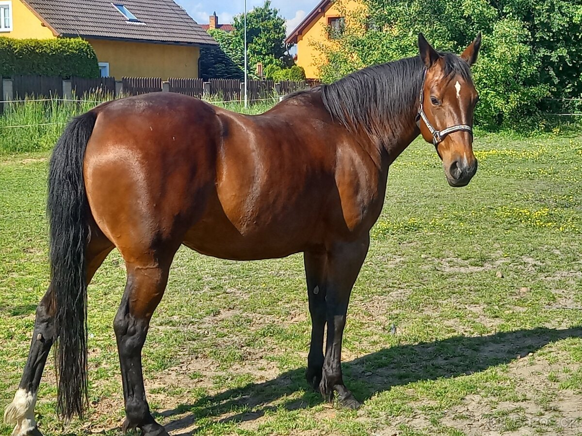 Prodám klisnu QH