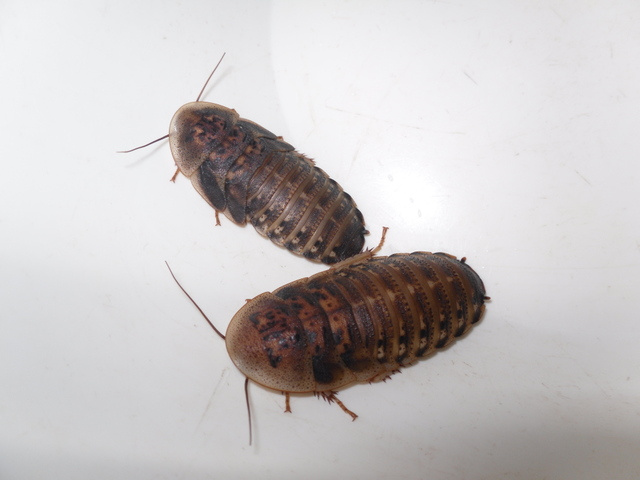 Krmný hmyz:Švábi Blaptica dubia velcí(3-4cm),1ks/2,70kč