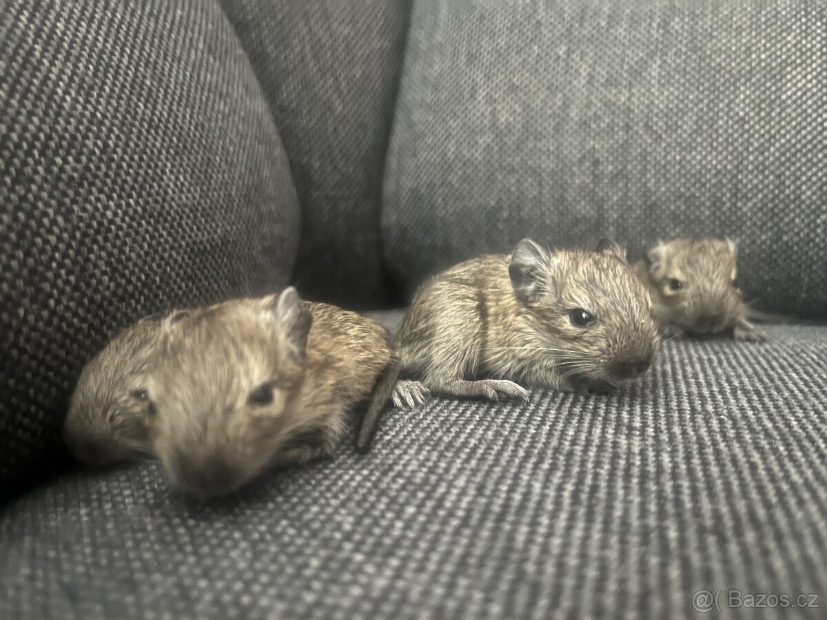 Osmáci Degu