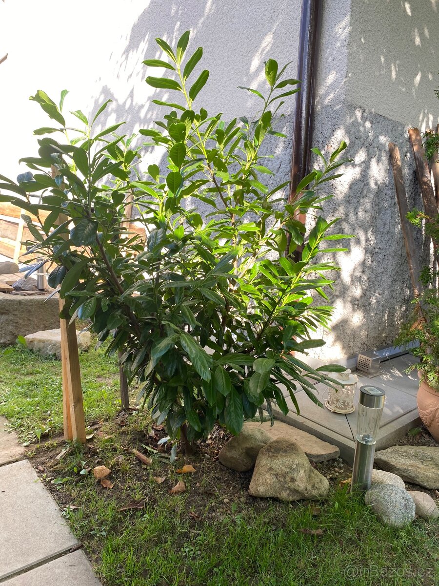 Bobkovišeň krásná s lesklými listy .