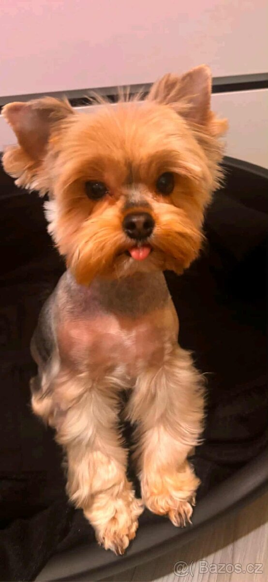 Jorkšírský teriér Yorkšírský teriér fenka s pp