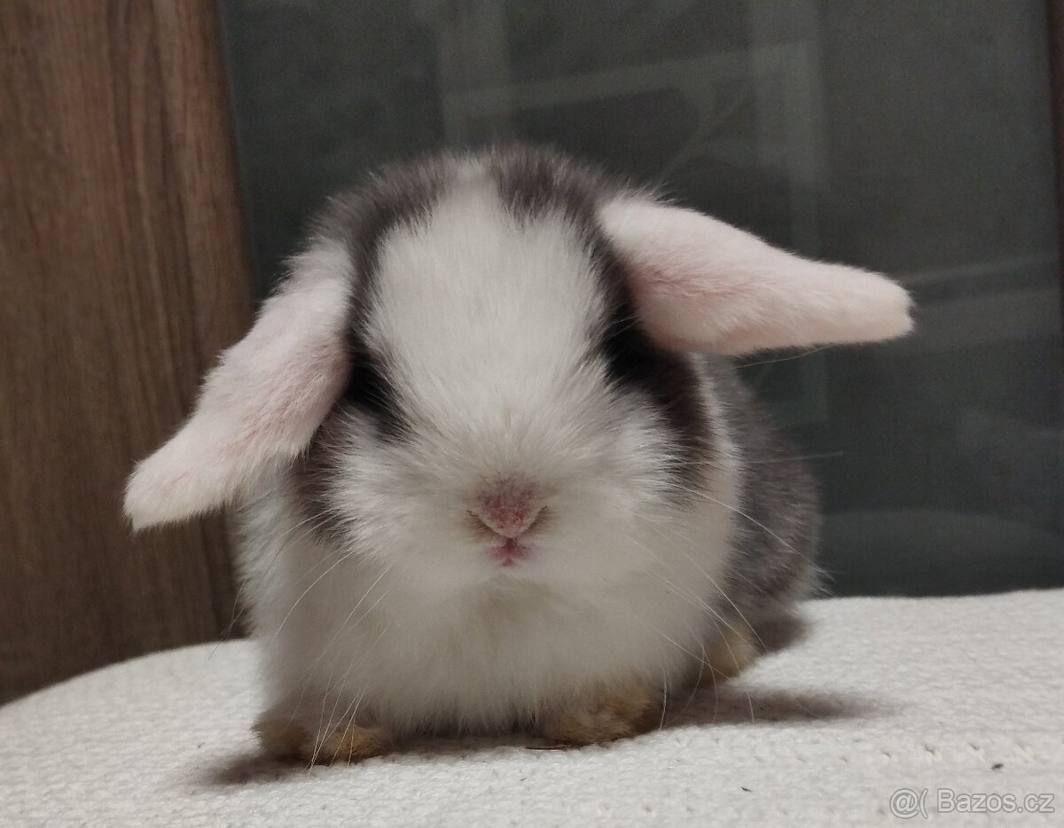 Zakrslý králíček - beránek minilop
