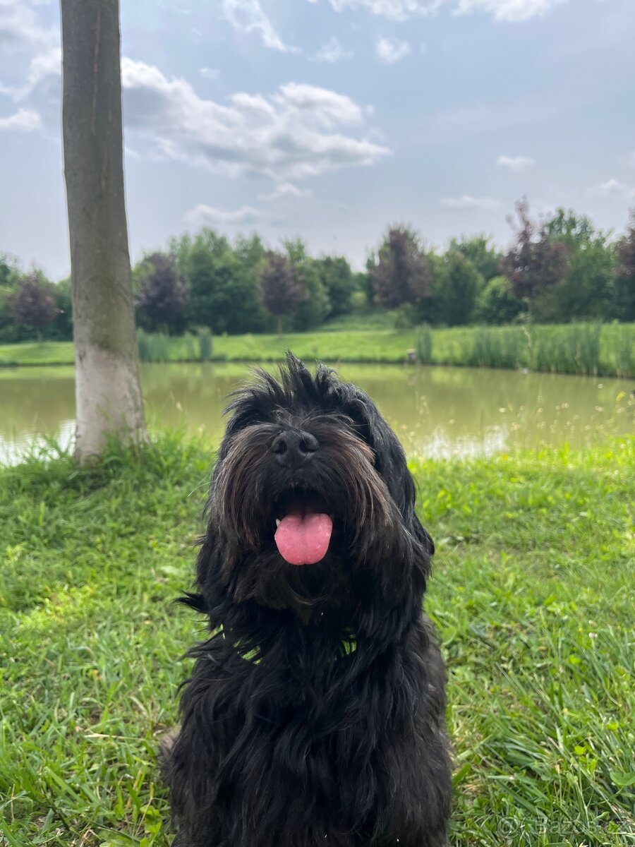 Krytí havanským psíkem