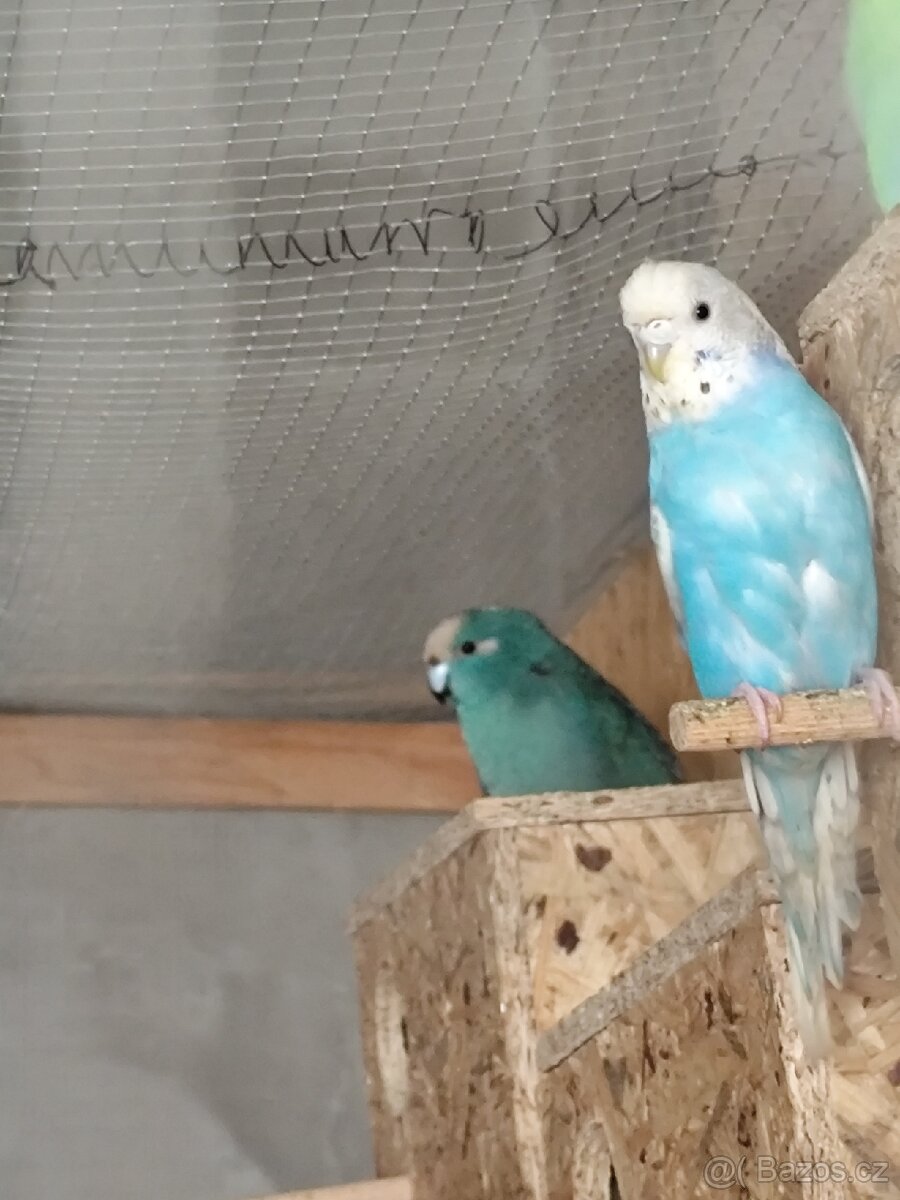 Kakari