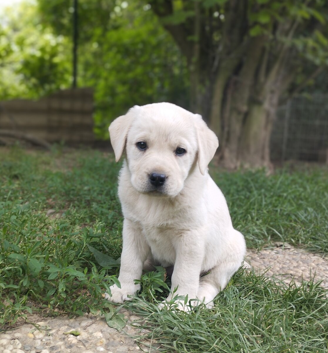 Labrador smetanová fenka s PP