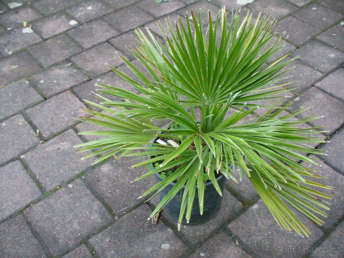 Chamaerops Humilis