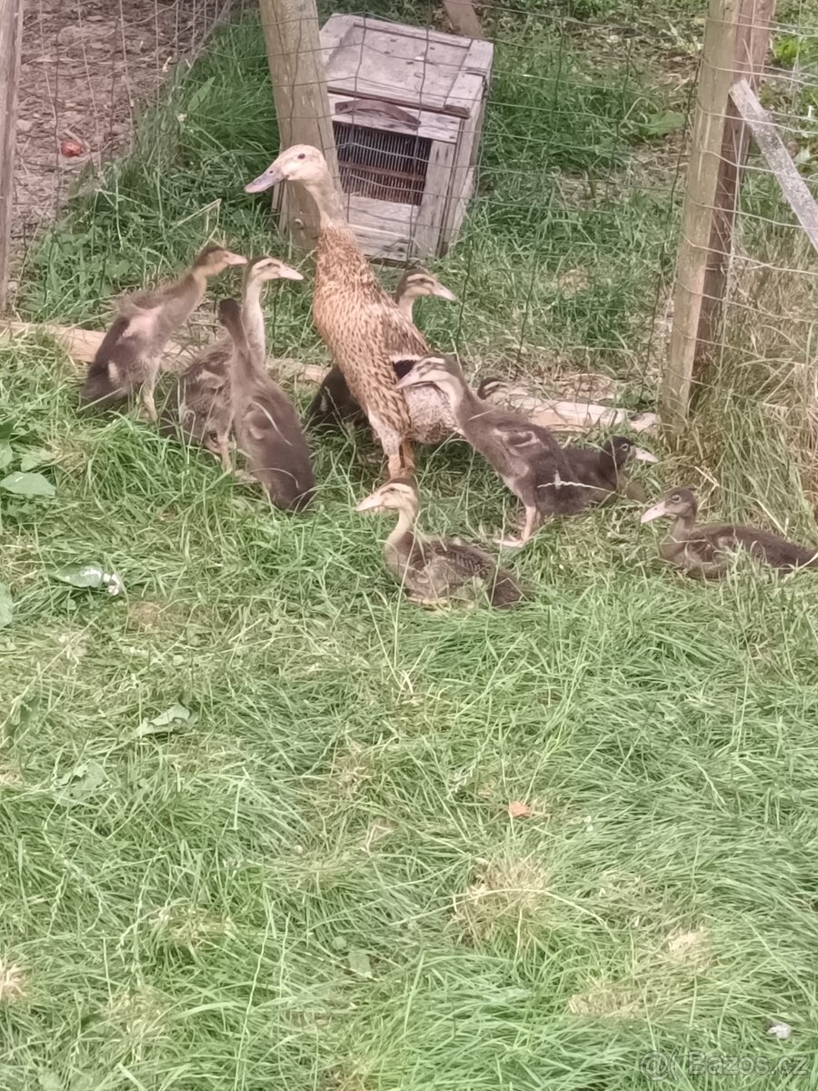 Kachňata běžce indického prodej