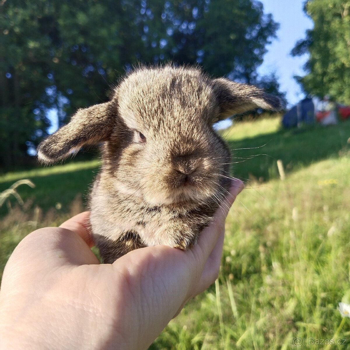 Zakrslý králík beránek