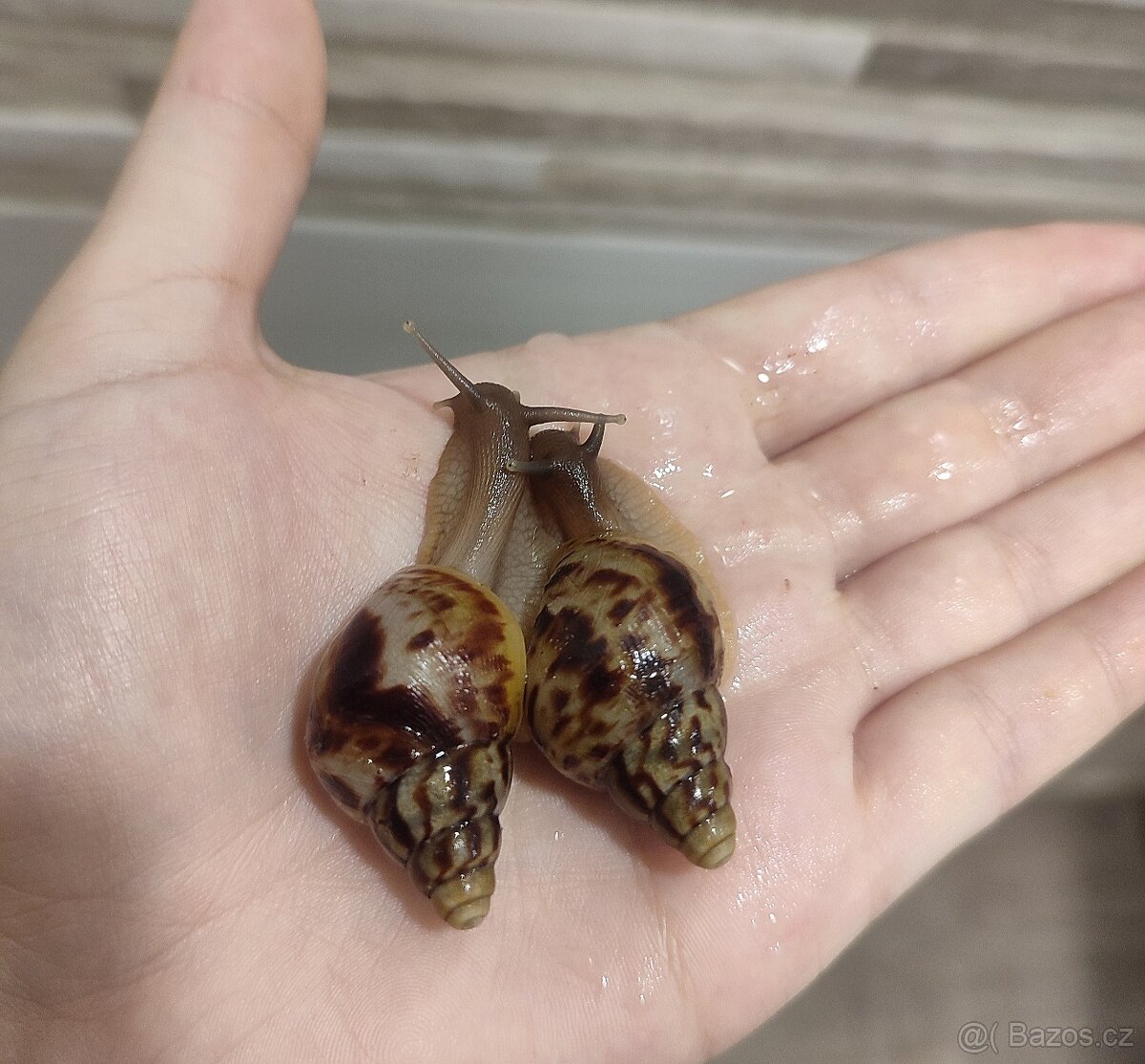 Africký šnek Lissachatina reticulata