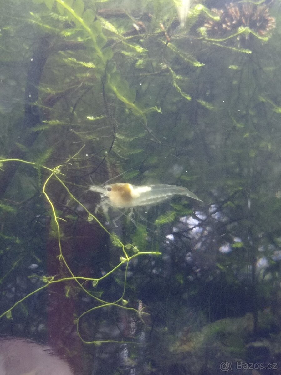 Krevetky White Pearl 1cm