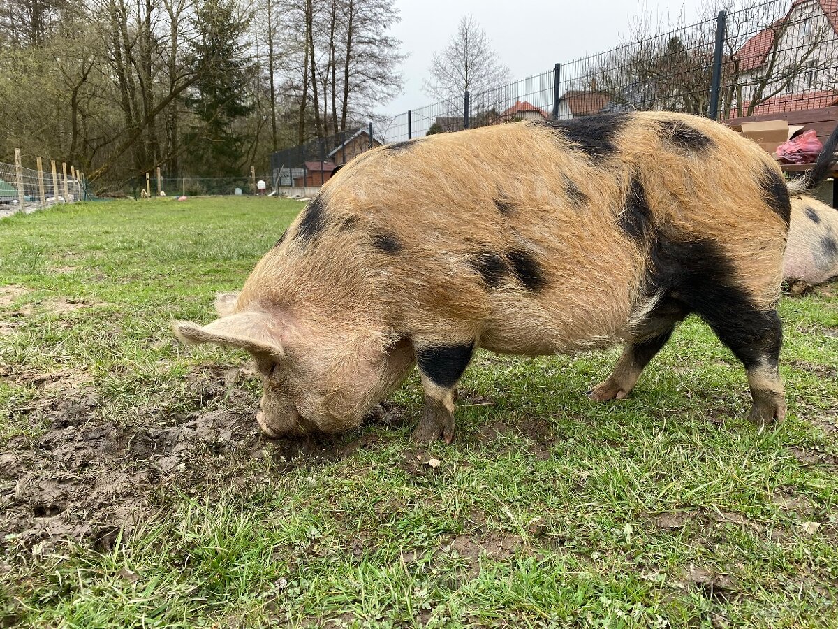 Kune kune