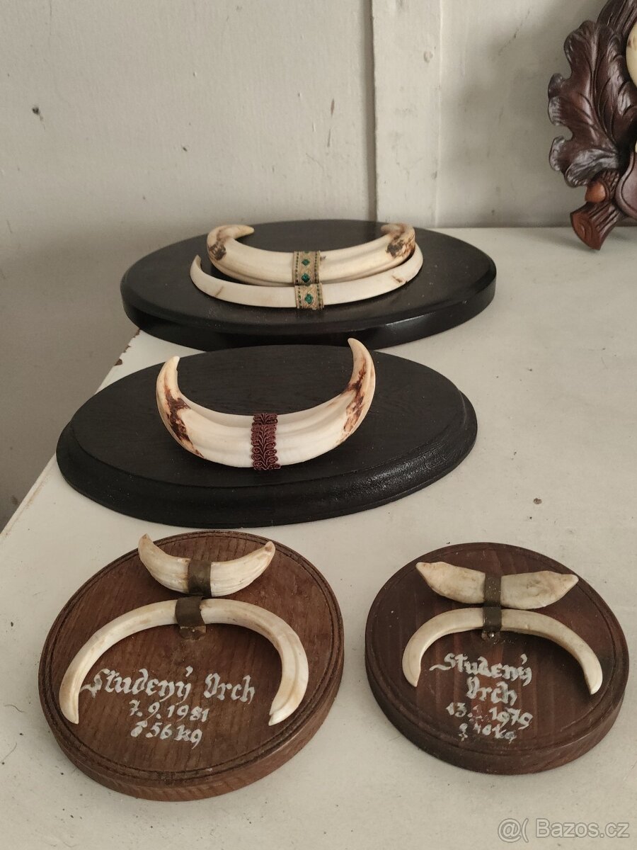 Kančí trofej