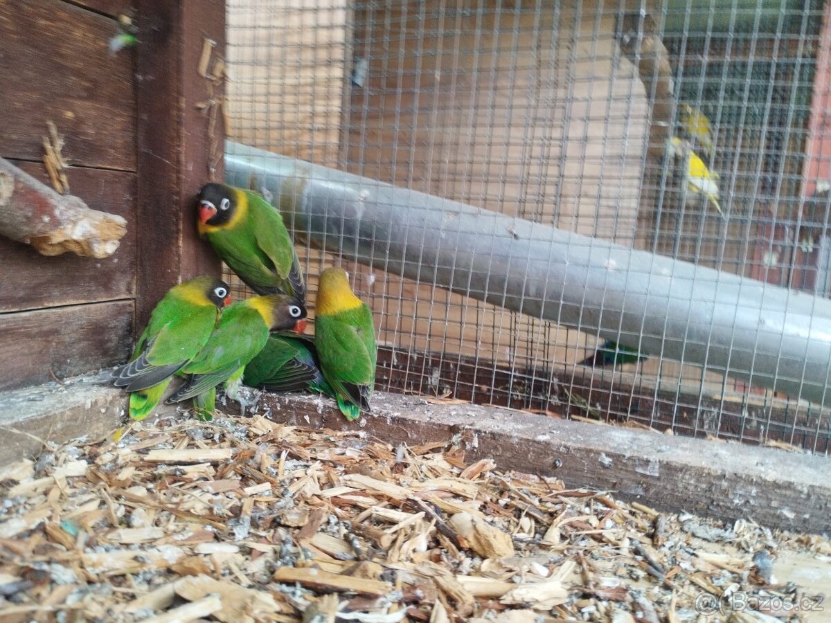 Agapornis škraboškovy