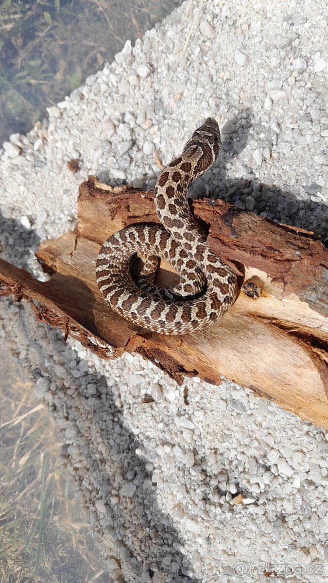 Heterodon nasicus