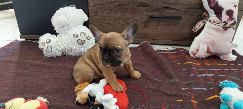 Francouzský buldoček