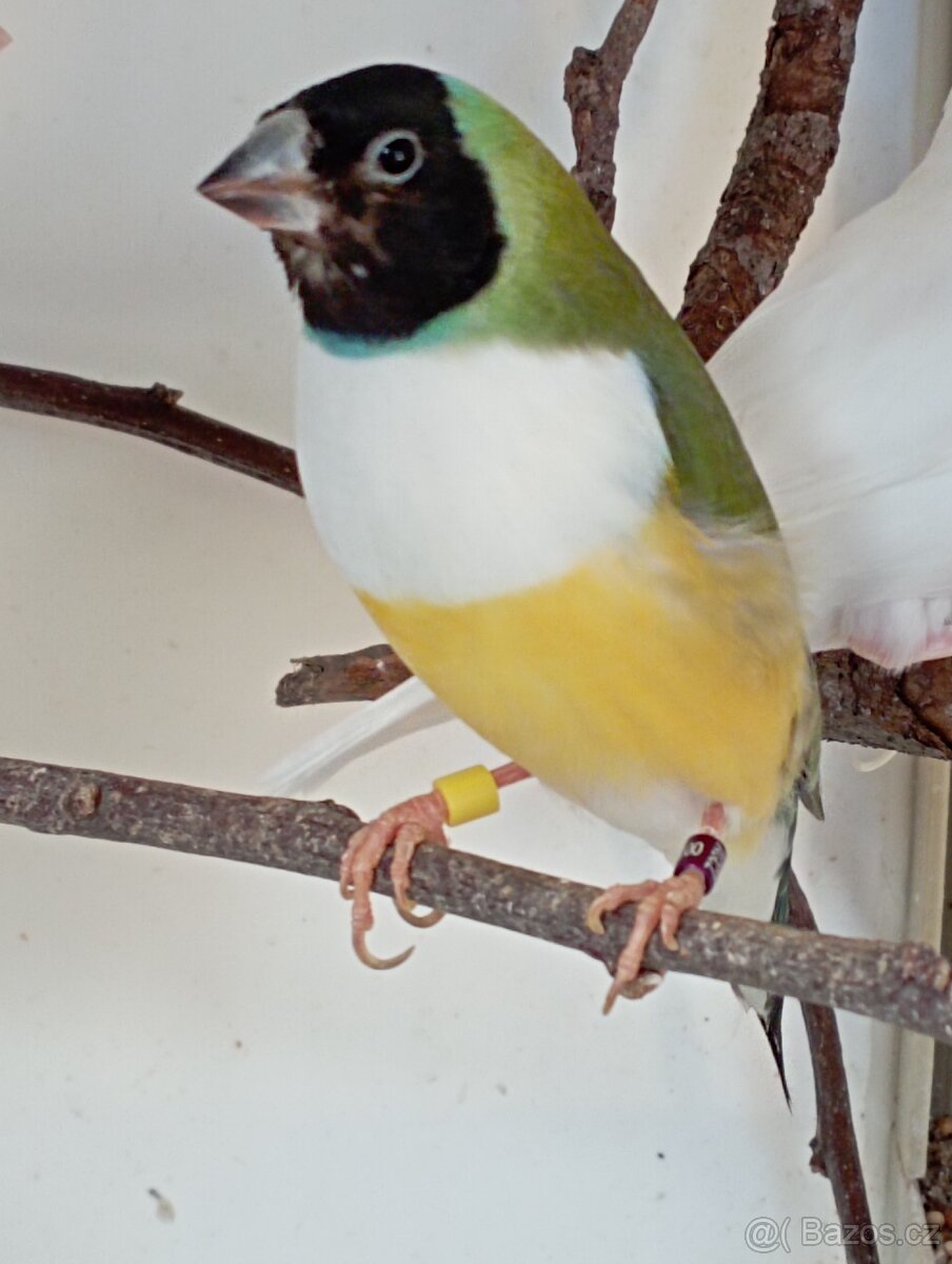 Amadina gouldova