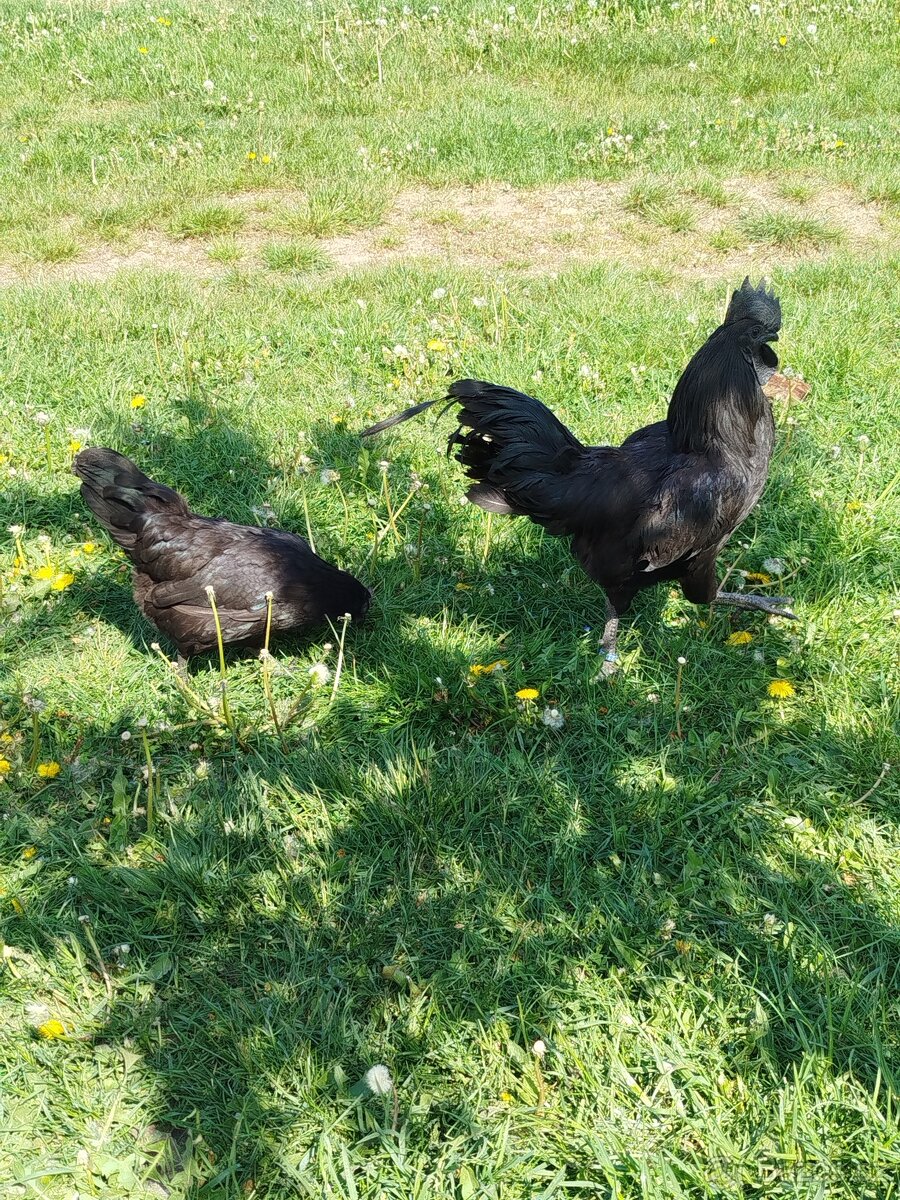 Kuřata Ayam Cemani