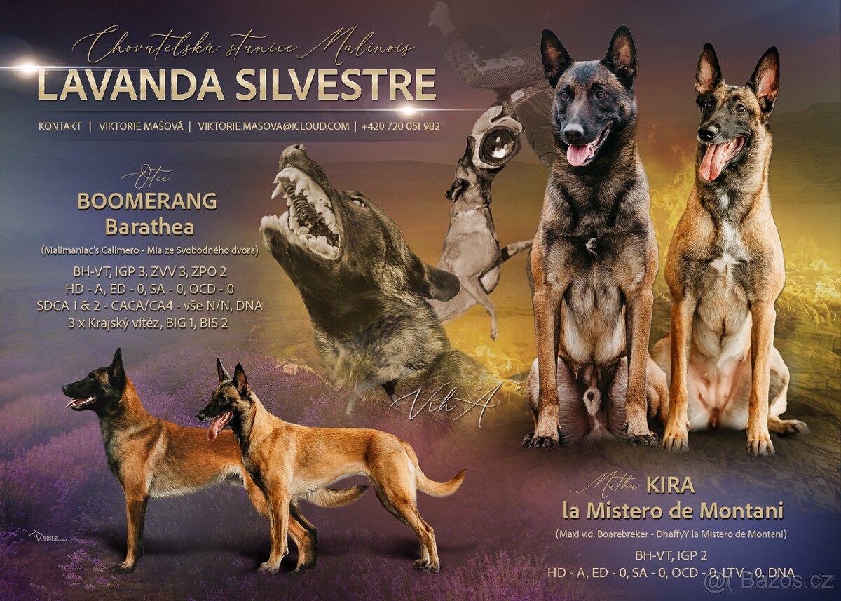 Belgický ovčák malinois-štěňata