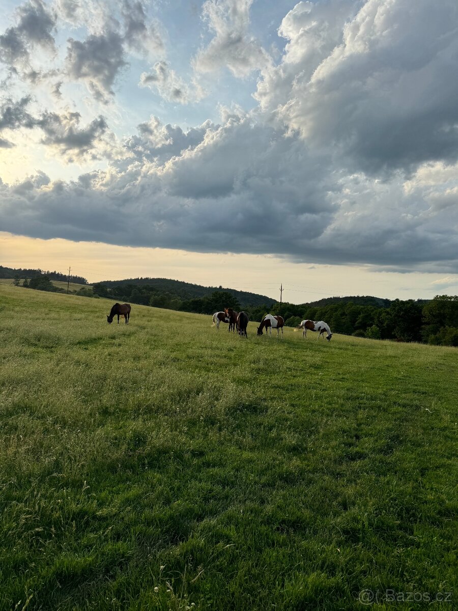 Ošetřovatel koní