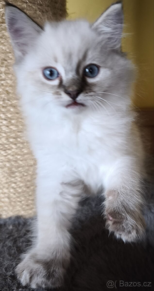 Ragdoll bez PP