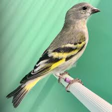 ČÍŽEK magelánský a ohnivý