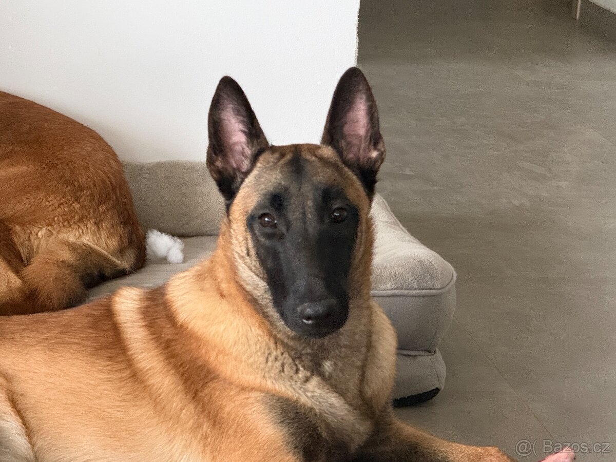 Belgický ovčák malinois s PP