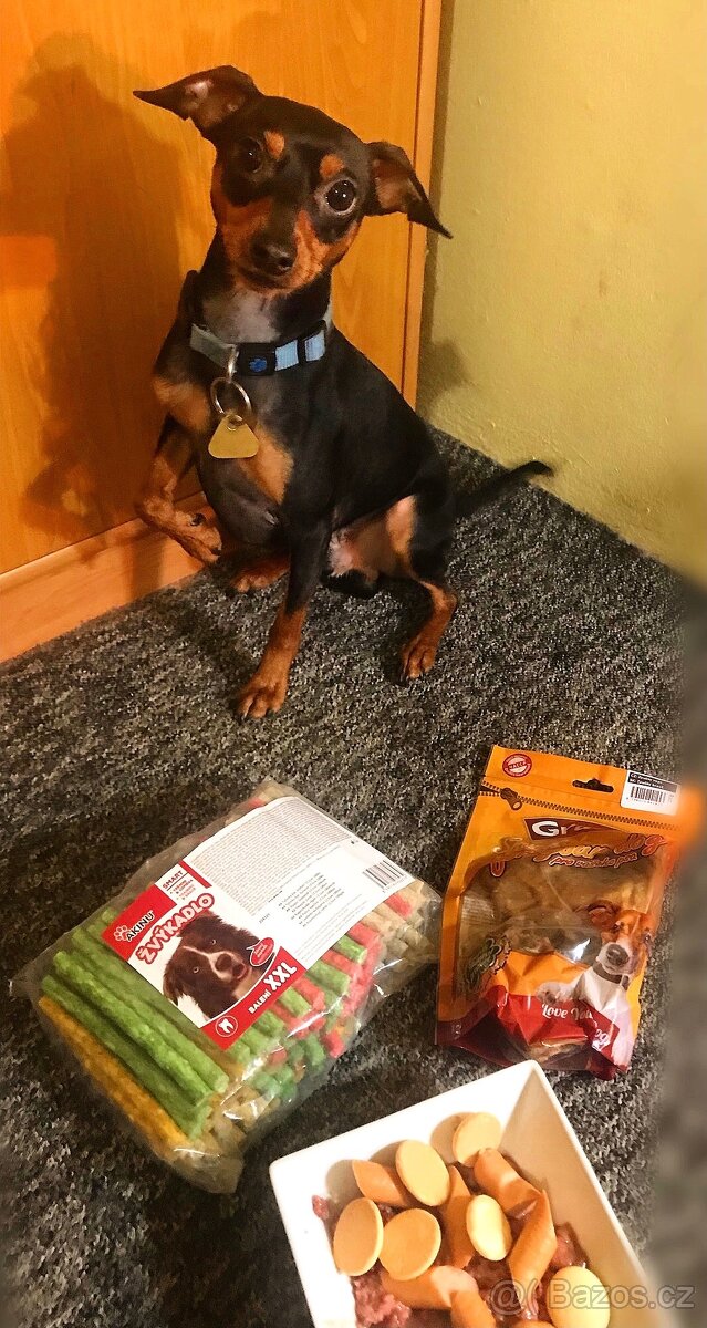 Krytí – Trpasličí pinč (pes ke krytí)