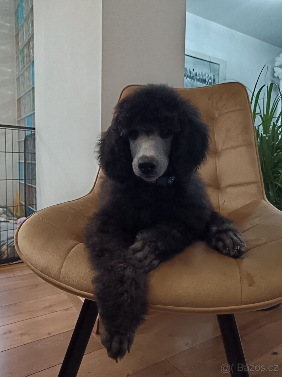 Pudl veľký (kráľovský) strieborný