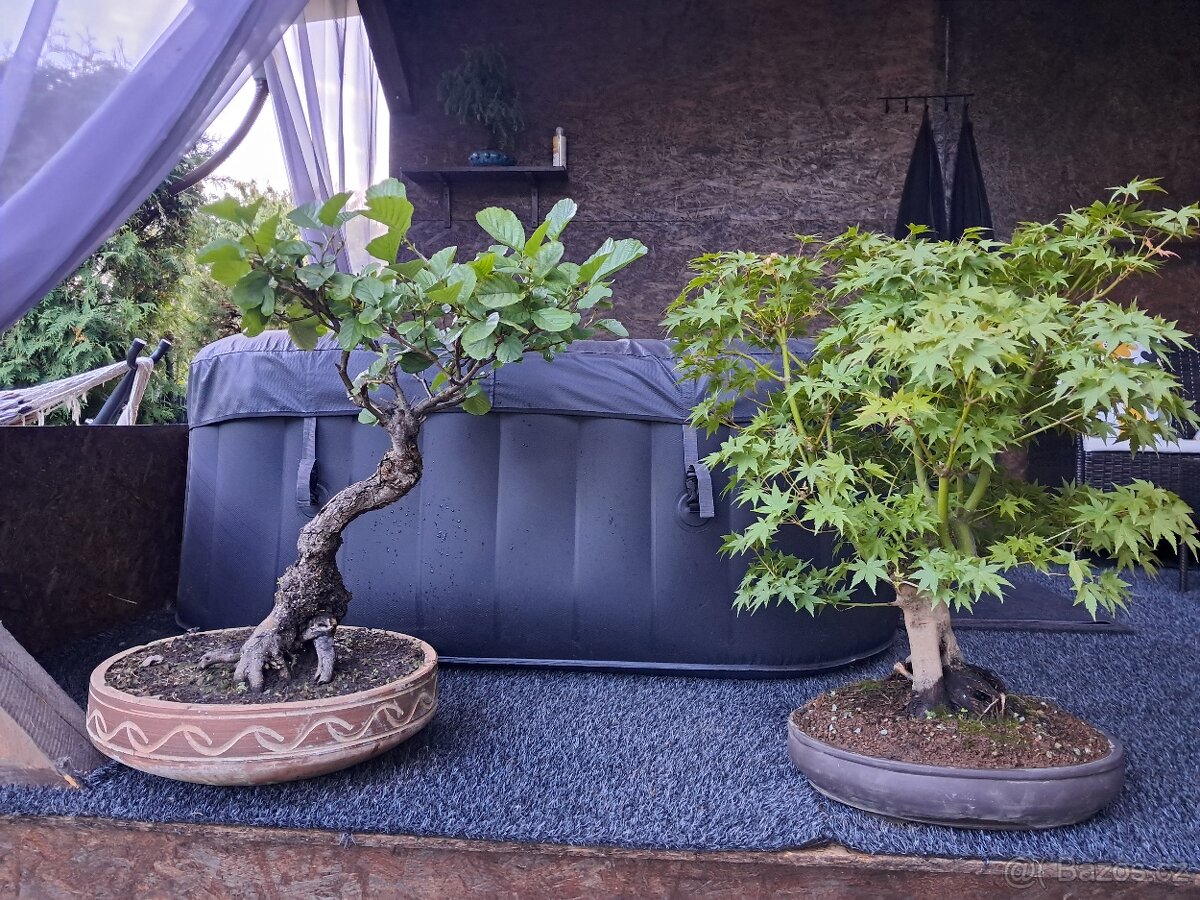 Bonsaj,bonsai Olše