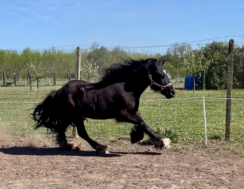 Irsky cob kobyla 2 roky