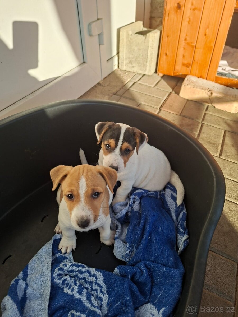 Jack Russell teriér