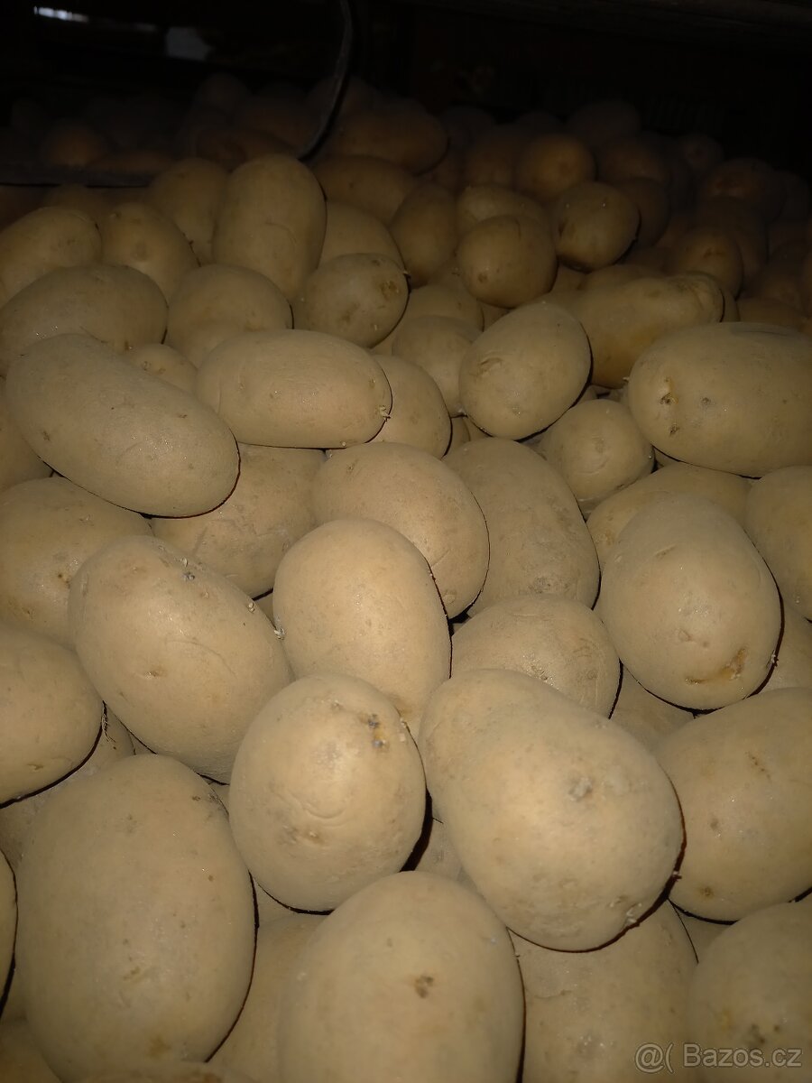 Krmne brambory