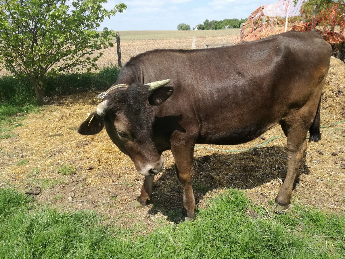 Prodám březí jalovici a březí krávu BrownSwiss