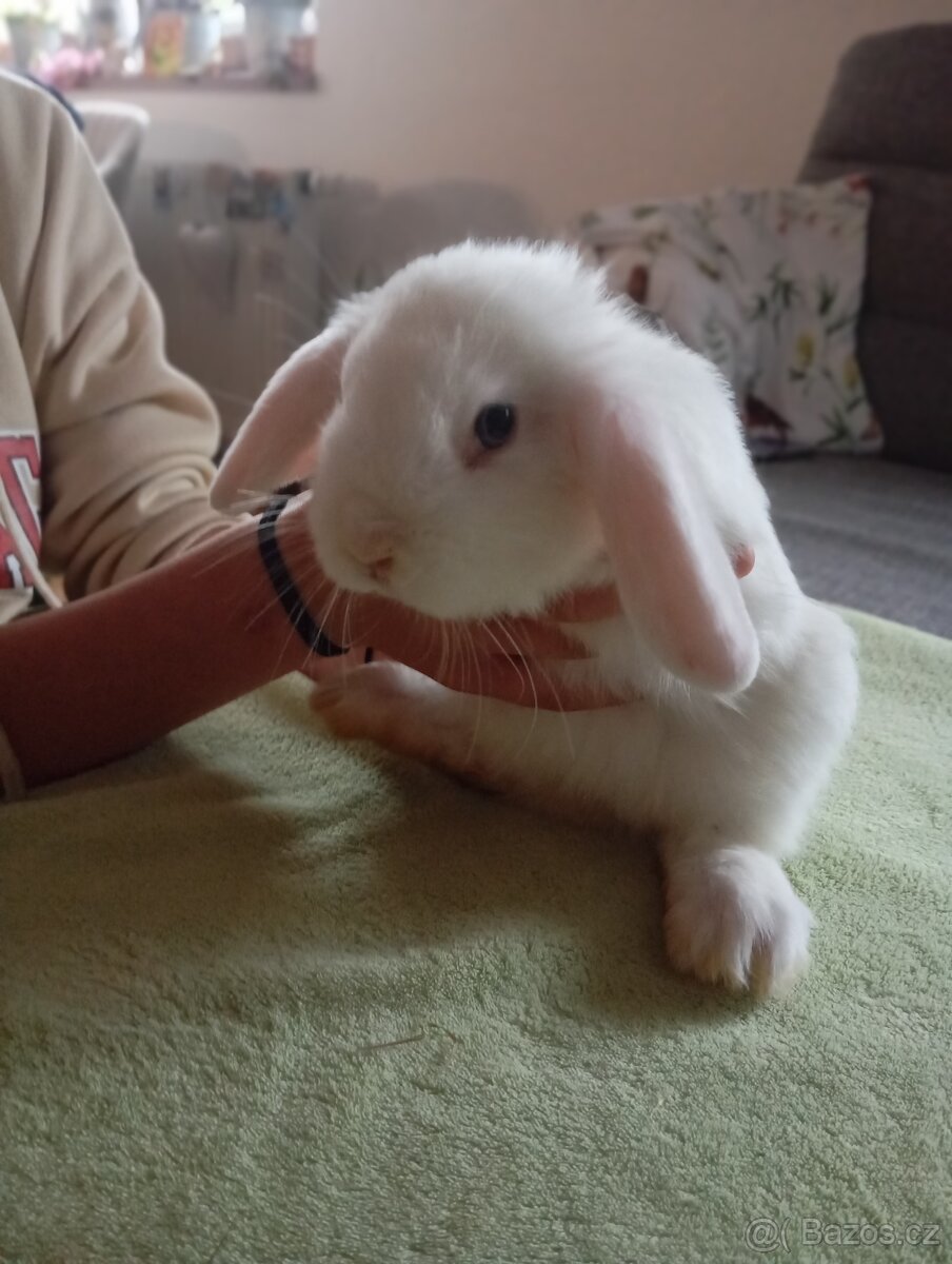 Zakrslý králík